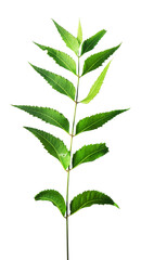 Original neem leaves isolated background