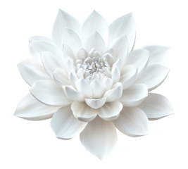 A white flower with a large center and petals that are smaller than the center