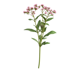 A flower with a stem is shown in a white background