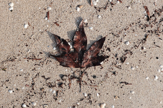 Large single leaf washed up on the sand