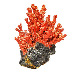 A large red coral with black rock in the middle