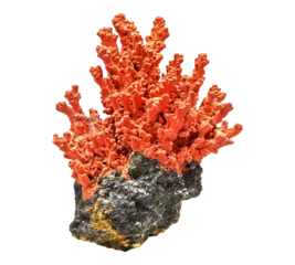 Fototapeten A large red coral with black rock in the middle © Talha