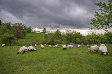 Grazing Sheep and Lambs in a Green Pasture, Reflecting Rural Agricultural Life in Romania Rainy...