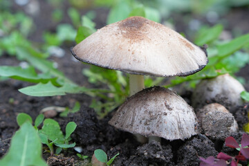 Common Ink Cap Mushrooms Growing in Damp Soil with Greenery