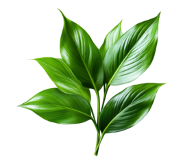 A leafy green plant with a stem and a leaf