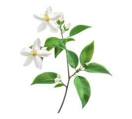 Obraz premium A white flower with green leaves is shown in the image