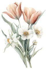 Obraz premium Watercolor floral bouquet with peach tulips white daffodil and small white flowers with green leaves isolated on transparent background