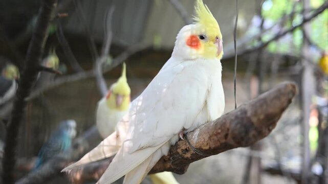 White Cockatiel Parrot Sitting on a Branch in an Aviary