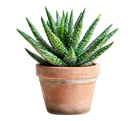 A small potted plant with green leaves and white spots
