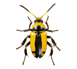 A yellow and black bug with a black head