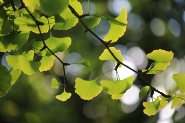 Close-up of maidenhair tree (Ginkgo biloba) leaves with a soft bokeh effect in the background, featuring gentle light spots. 
