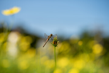 コスモスの蕾にとまるトンボ
