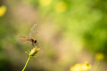 コスモスの蕾にとまるトンボ