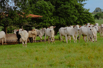Obraz premium Manada no pasto