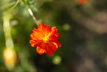 オレンジのコスモスの花