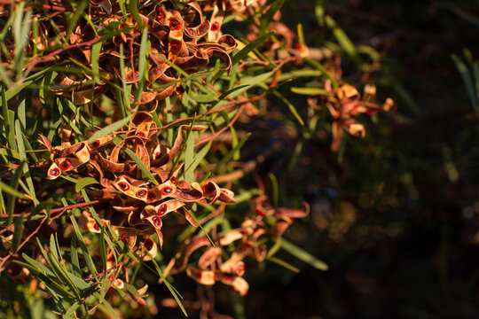 Native shrub (Acacia Cyclops) with seed pods