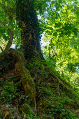 Exploring the lush undergrowth and vibrant tree roots in a sun-dappled forest landscape