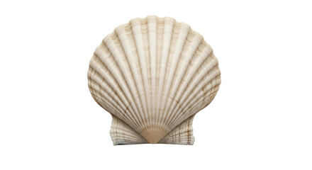 A seashell isolated on transparent background