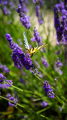 Butterfly on Lavender 
