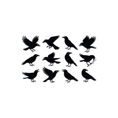 Set of bird crow vector art illustration