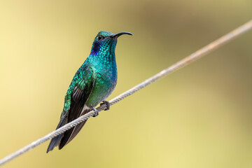 green violet ear hummingbird in Costa Rica