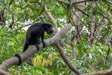 Howler monkey in tree at Costa Rica
