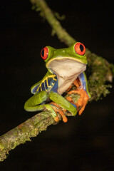 Red-eyed tree frog during night walk in Costa Rica