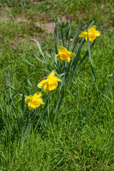 Fototapeta premium Gelbe Narzissen, Narzissenblüte (Narcissus Pseudonarcissus), Wiese, Deutschland