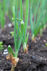 Young Green Onion Plants Sprouting from Dark Soil in a Spring Vegetable Garden