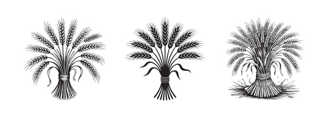 set of wheat sheaf icons, wheat bundle vector , agriculture and harvest 