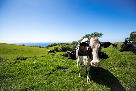 Dairy cow in green paddock looking at camera