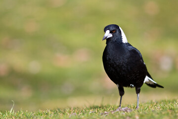 Australian magpie hunting