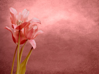 Red lilies in front of red and pink cloudy sky, dark and moody floral background, large copy space
