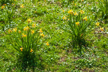 Gelbe Narzissen, Narzissenblüte  (Narcissus Pseudonarcissus), Wiese, Deutschland