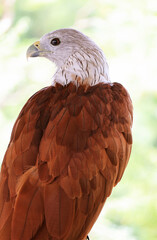 Closeup of a Gorgeous Brahminy Kite, the Reddish Brown Bird which Attracting Many People to the Eastern Region of Thailand