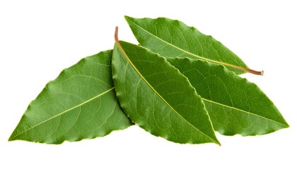 Fresh Bay Leaves with Cooking Herb.