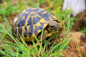 Griechische Landschildkröte (Testudo hermanni) im Gras