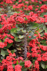 Christusdorn (Euphorbia milii) Euphorbie mit roten Blüten 