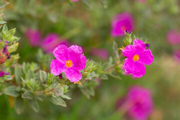 Fototapeta premium Zistrosen (Cistus) mit Blüten, Heilpflanze