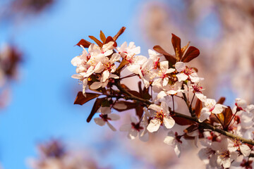 Cherry blossom in in sunlight under blue sky
