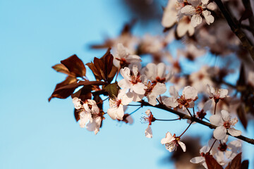 Cherry blossom in in sunlight under blue sky