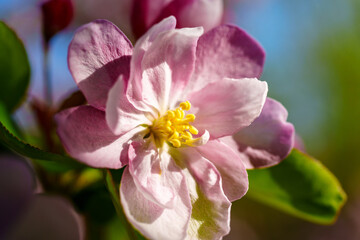 Chinese flowering crabapple blossom in sunlight under blue sky