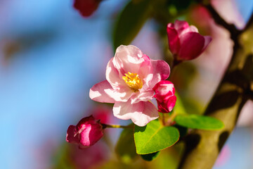 Obraz premium Chinese flowering crabapple blossom in sunlight under blue sky