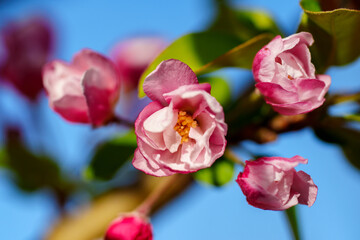 Chinese flowering crabapple blossom in sunlight under blue sky