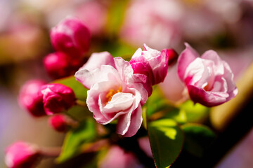 Fototapeta premium Chinese flowering crabapple blossom in sunlight under blue sky