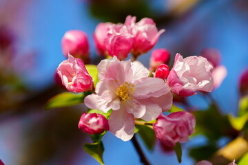 Fototapeta premium Chinese flowering crabapple blossom in sunlight under blue sky