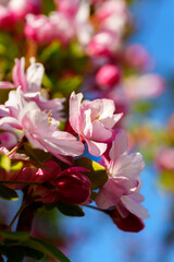 Chinese flowering crabapple blossom in sunlight under blue sky