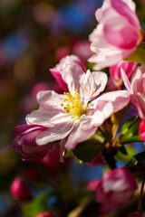 Chinese flowering crabapple blossom in sunlight under blue sky