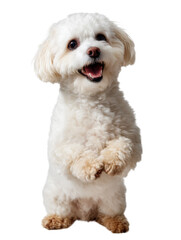 Obraz premium A white poodle is standing on its hind legs and looking at the camera