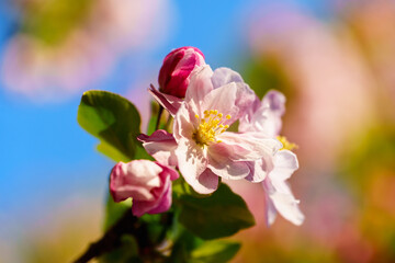 Chinese flowering crabapple blossom in sunlight under blue sky